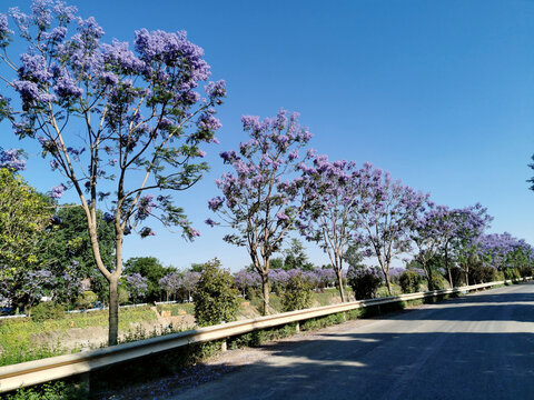 蓝花楹行道树