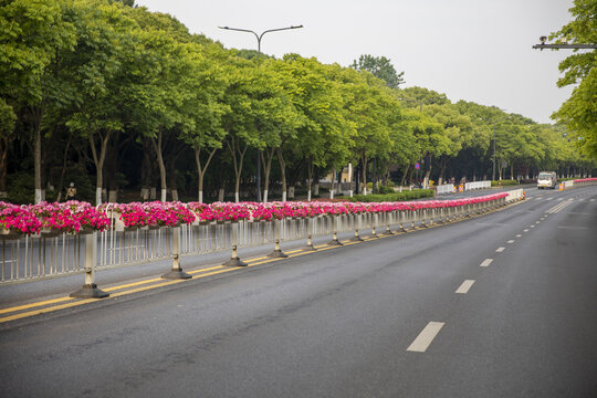 鲜花隔离带