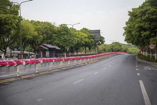 鲜花隔离带