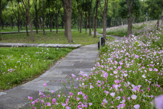 鲜花路径