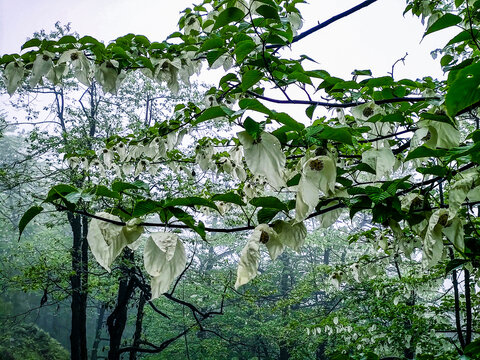 雾中的鸽子花