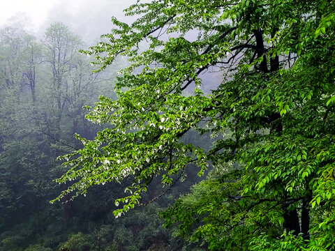 云雾缭绕鸽子花树枝