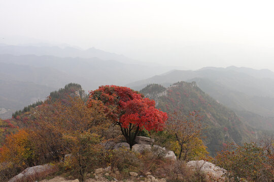 山顶红叶树