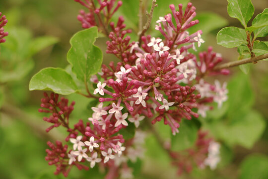 丁香花