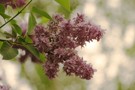 丁香花