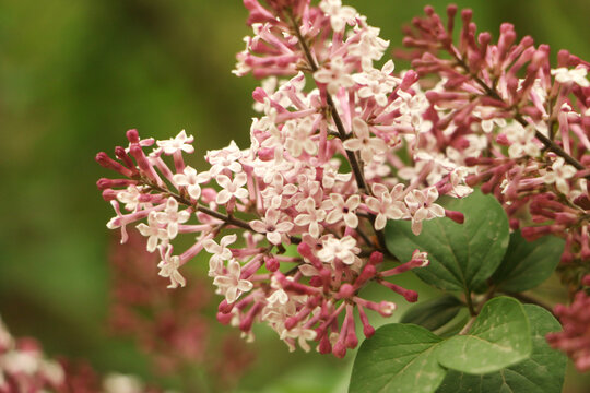 丁香花