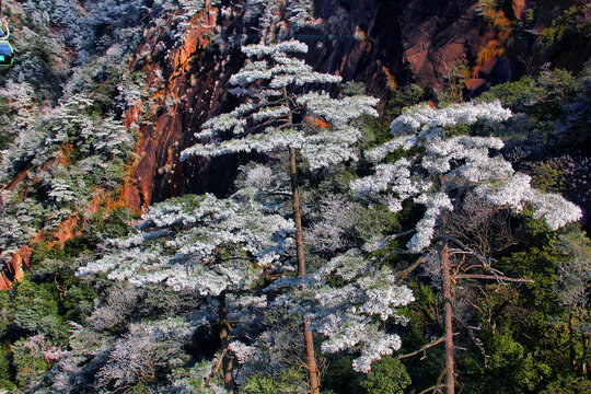 黄山雪松