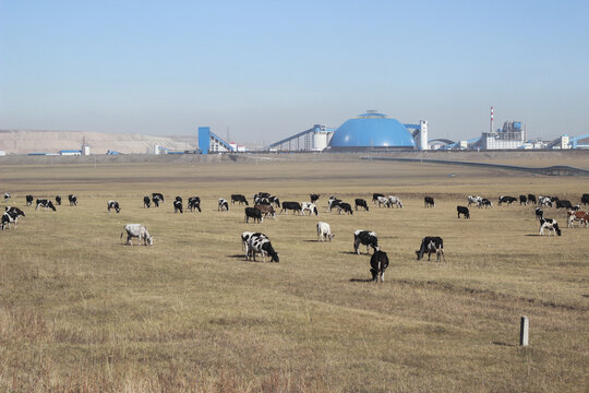 草原上无数的牛