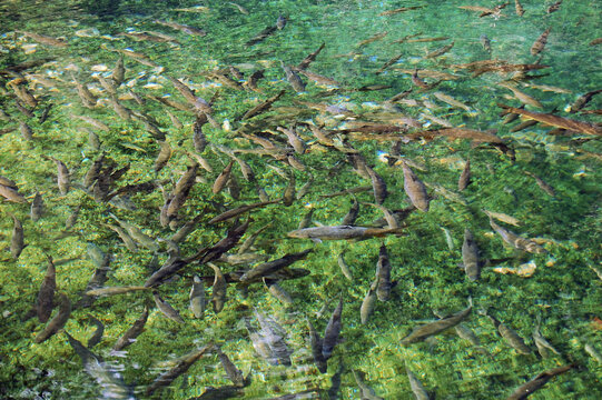 绿色池塘里成群的鱼