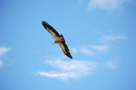 蓝色天空中一只飞翔的雄鹰