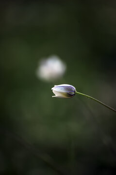 草地上美丽的白色小花朵