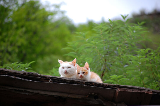 屋顶上有两只可爱的猫