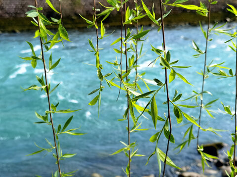 河边绿柳