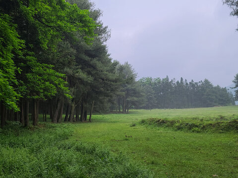 春日阴雨天的森林草地