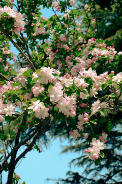 青岛花开