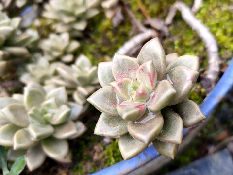 多肉植物