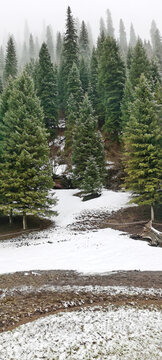 雪岭云杉