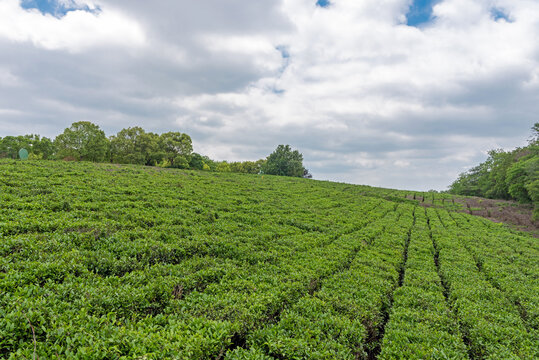 方山茶场