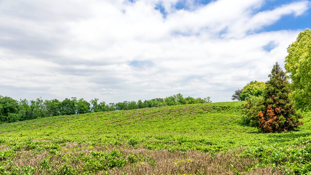 方山茶场