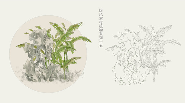 国画风植物芭蕉