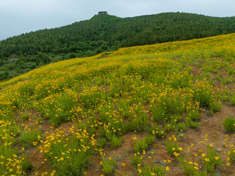 济南蚰蜒山金鸡菊