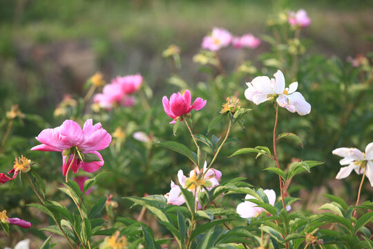 芍药花