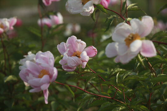 芍药花