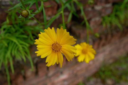 小菊花