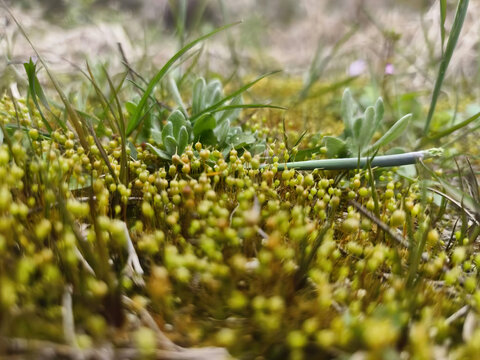 微观小景