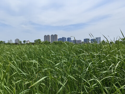 城市湿地公园