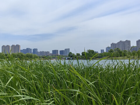 城市公园湿地