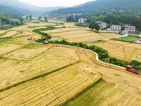 丰收的麦田