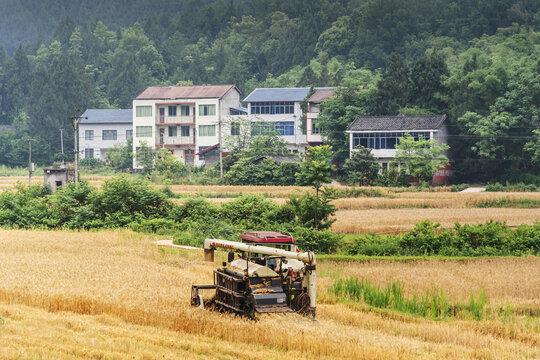 丰收的麦田