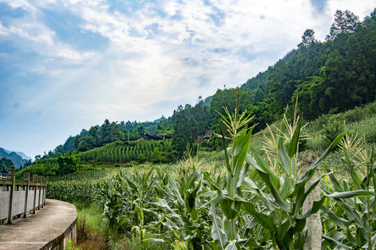 玉米种植基地