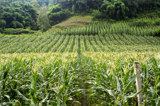 玉米种植基地