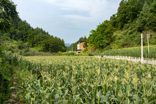 乡村振兴玉米种植