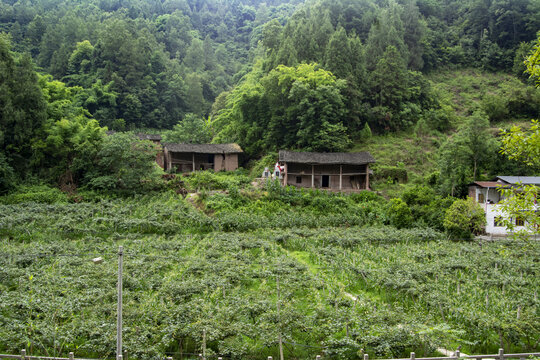 乡村振兴玉米种植