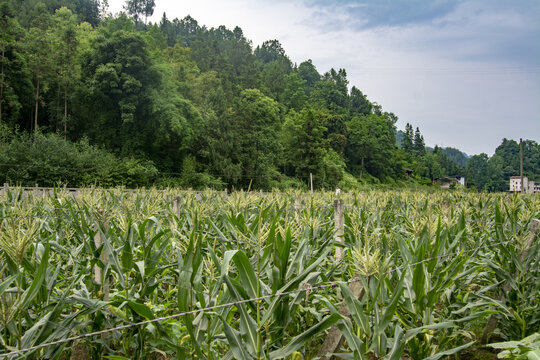 乡村玉米种植基地