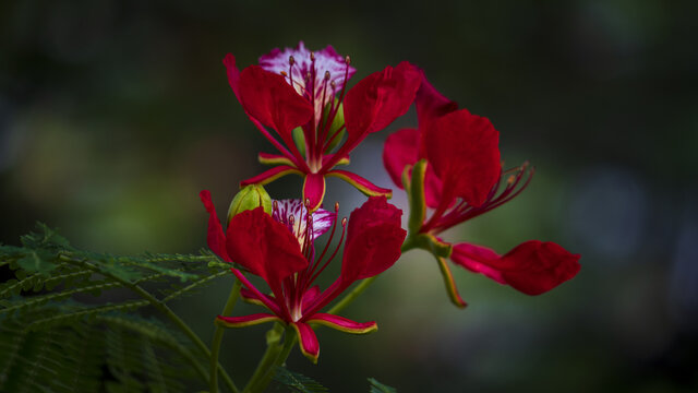 凤凰花特写