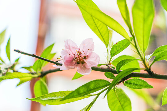 桃花