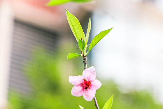 树枝上的花朵