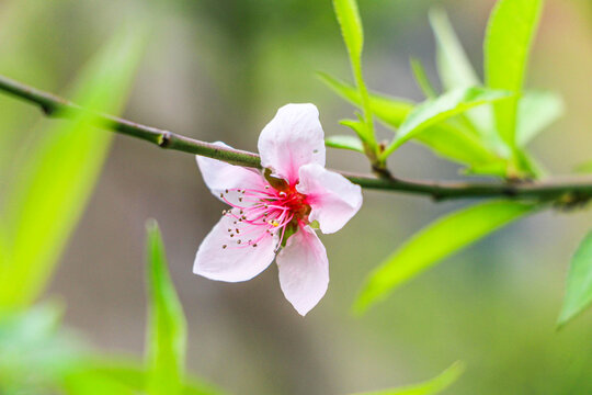 桃花特写