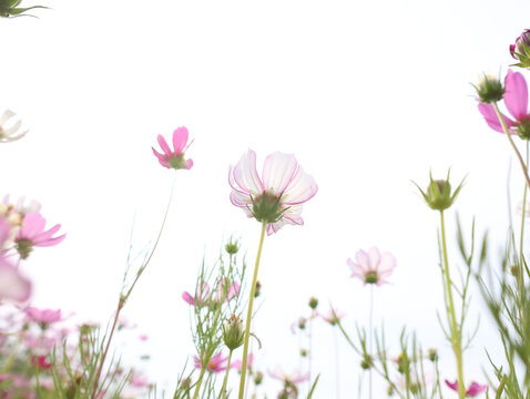 秋英波斯菊格桑花