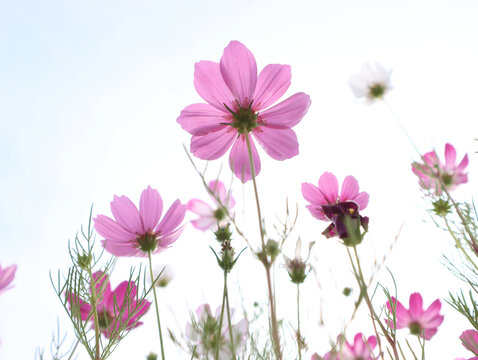 秋英波斯菊格桑花