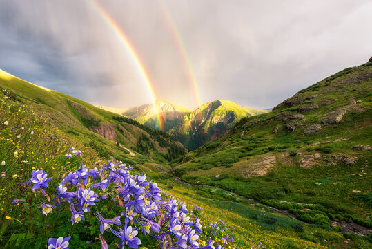 新疆伊犁山谷的彩虹和野花