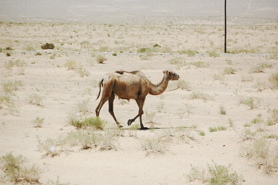 一只骆驼走过