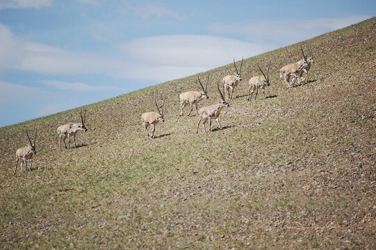 草原上的藏羚羊