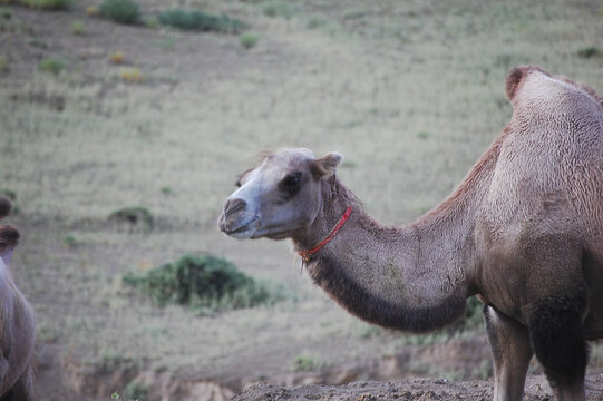 草原上休息的骆驼