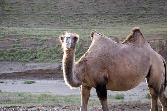 草原上一只可爱的骆驼