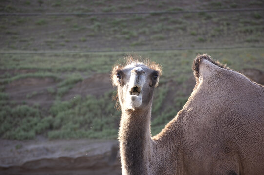 一只骆驼可爱的表情